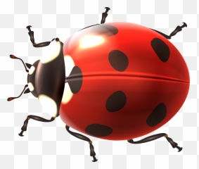 Spring Ladybug Transparent Png