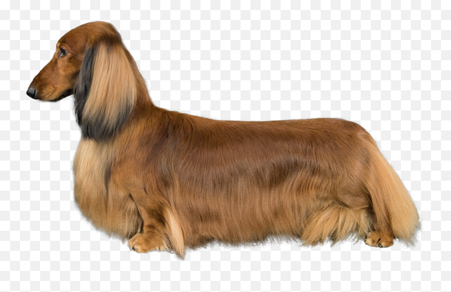 Download Dachshund Png Image With No Background - Pngkeycom Dachshund,Dachshund Png