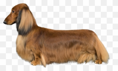 Download Dachshund Png Image With No Background - Pngkeycom Dachshund,Dachshund Png