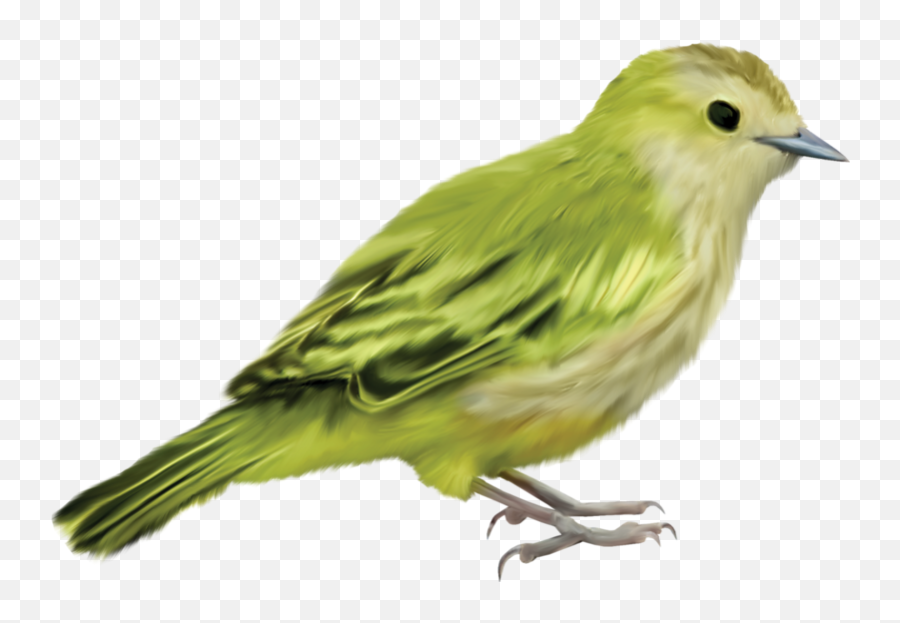Parrot Bird Crafts Art - Beautiful Bird Without Background Png,Bird Transparent