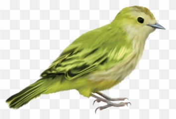 Parrot Bird Crafts Art - Beautiful Without Background png