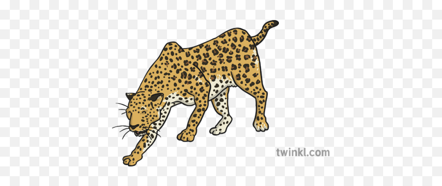 African Leopard Illustration - Leopard Math Clipart Free Png,Leopard Png