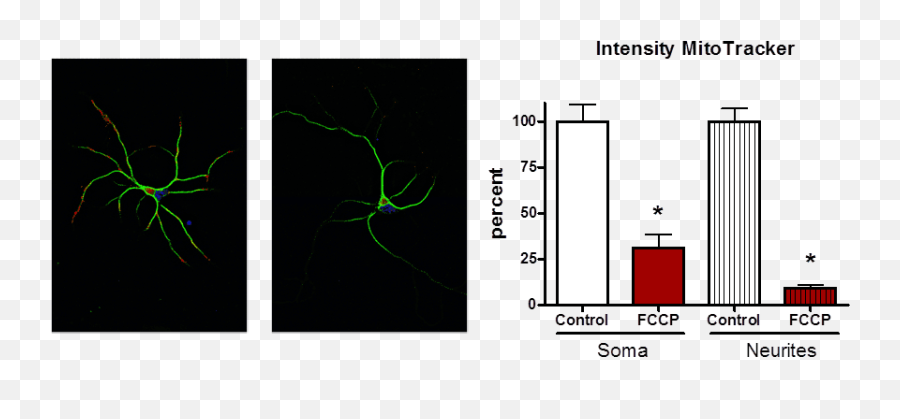 Mitochondria Related Assays - Qps Neuropharmacology Diagram Png,Mitochondria Png