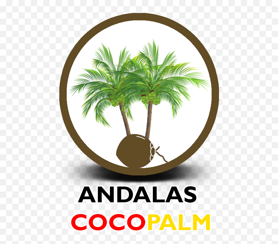 Andalas Coco Palm - Fresh Png,Coco Logo Png