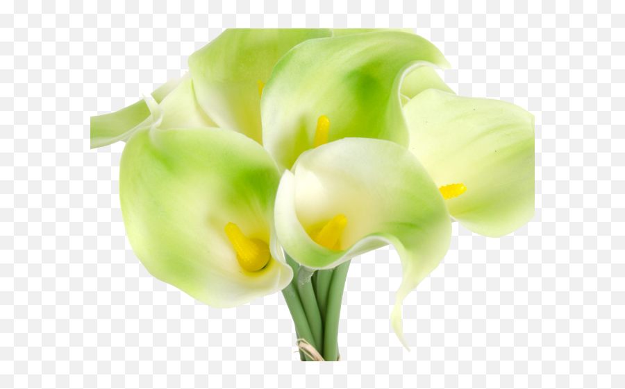 Calla Lily Clipart Religious - Lovely Png,Calla Lily Png