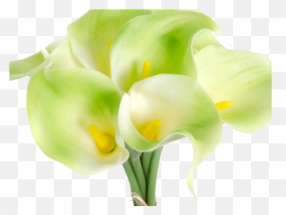 Calla Lily Clipart Religious - Lovely Png,Calla Lily Png