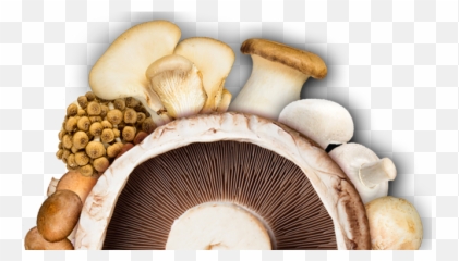 Jm Farms Inc - Wild Mushroom Png,Mushroom Transparent