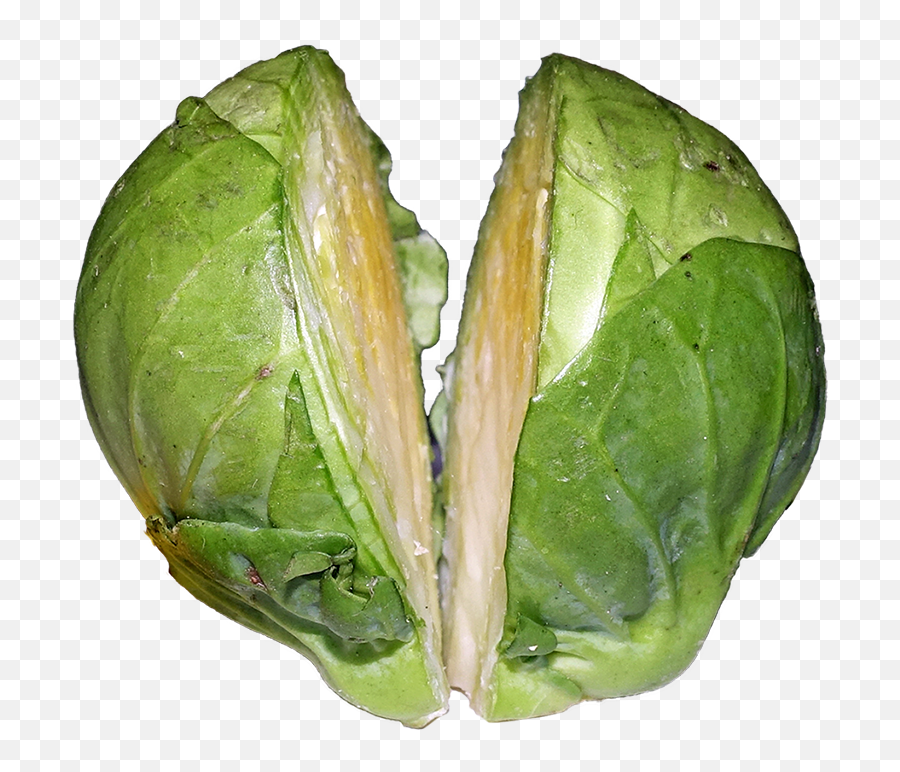 Filebrussels Sproutpng - Wikimedia Commons Fresh,Sprout Png