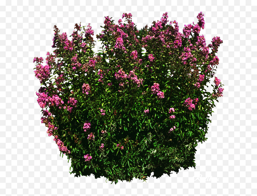 Download Shrub Png - Flower Png Image With No Rose Tree Picart Png,Shrub Transparent Background