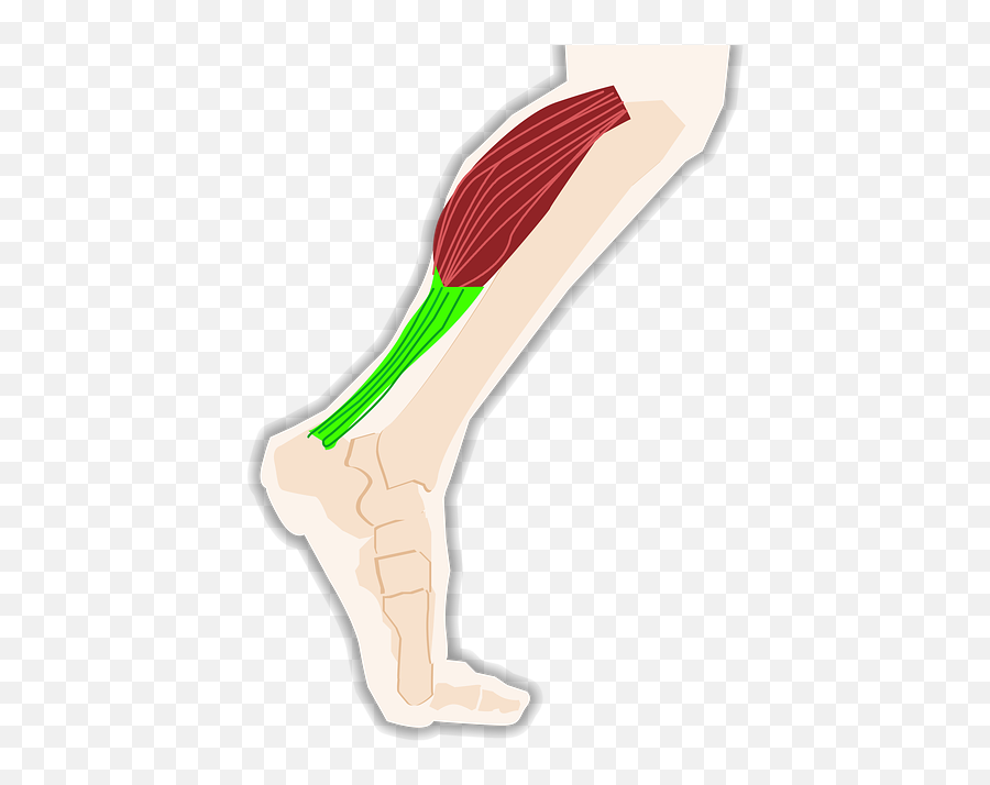 Triceps Calf Tendon - Pain In Calf Walking Uphill Png,Leg Png