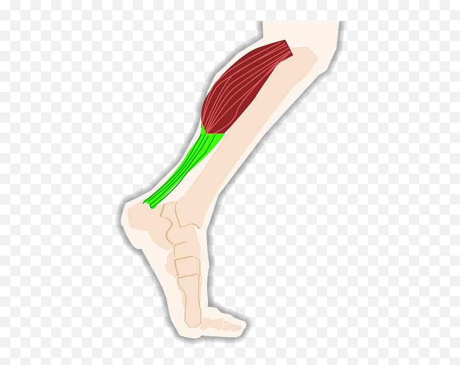 triceps-calf-tendon-pain-in-calf-walking-uphill-png-leg-png-free