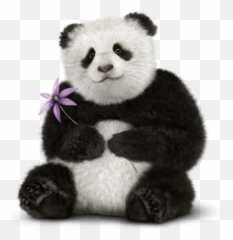 Panda Background Download With A Flower - 28865 TransparentPNG Real