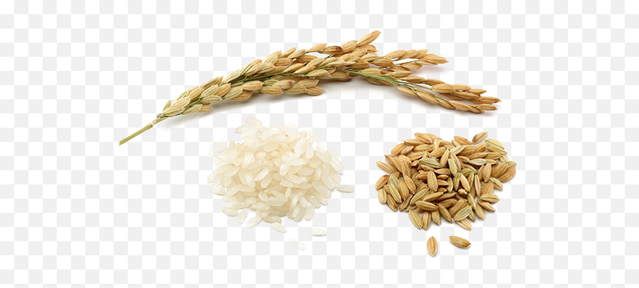 Rice Grains Png Picture 820879 - Transparent Grain Of Rice Png,Grains Png