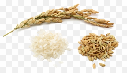 Rice Grains Png Picture 820879 - Transparent Grain Of Rice Png,Grains Png