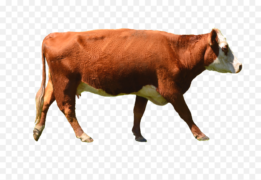 Download Free Png Cow Hd Transparent Hdpng Images - Transparent Background Brown Cow Png,Cow Transparent