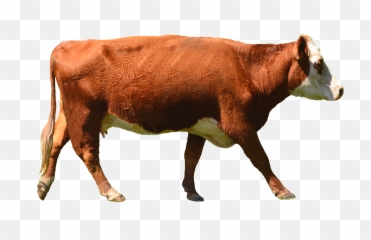 Download Free Png Cow Hd Transparent Hdpng Images - Background Brown Png