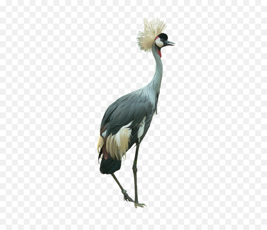 Crowned Crane Bird Cutout - Grey Crowned Crane Png,Crane Bird Png