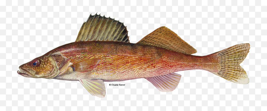 Walleye - Walleyed Pike Png,Bass Fish Icon