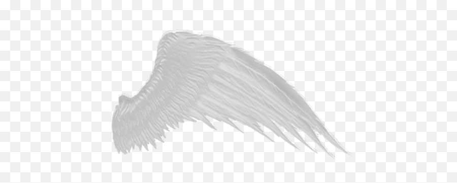 Wings Png - White Wings Png,Wings Png