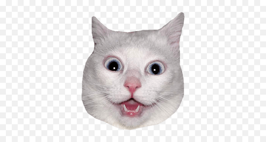Png Images - Cat Head Png,Angry Meme Face Png