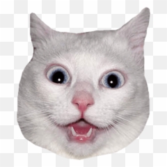 Png Images - Cat Head