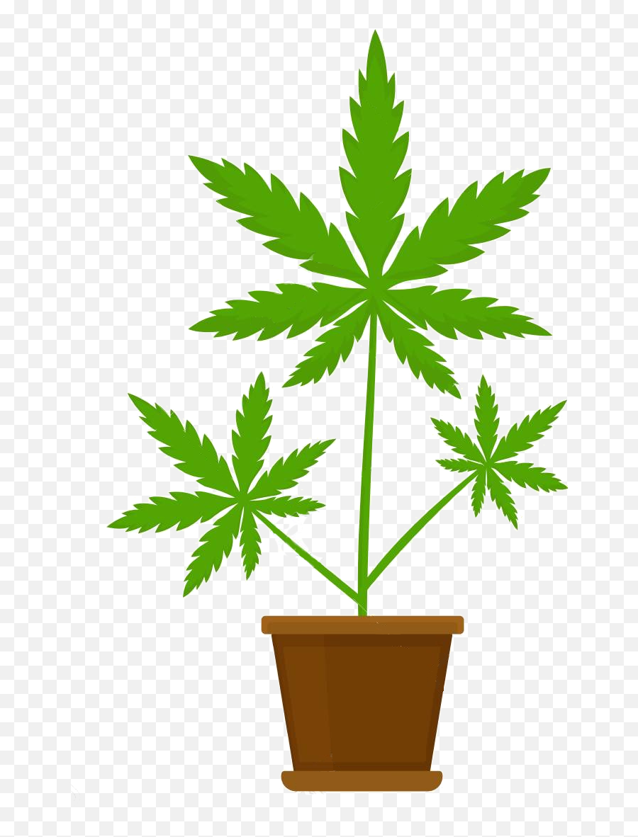 Sd Lockup - Marijuana Clones Cannabis Plants Marijuana Seeds Simple Flower Design On Wall Png,Marijuana Leaf Icon