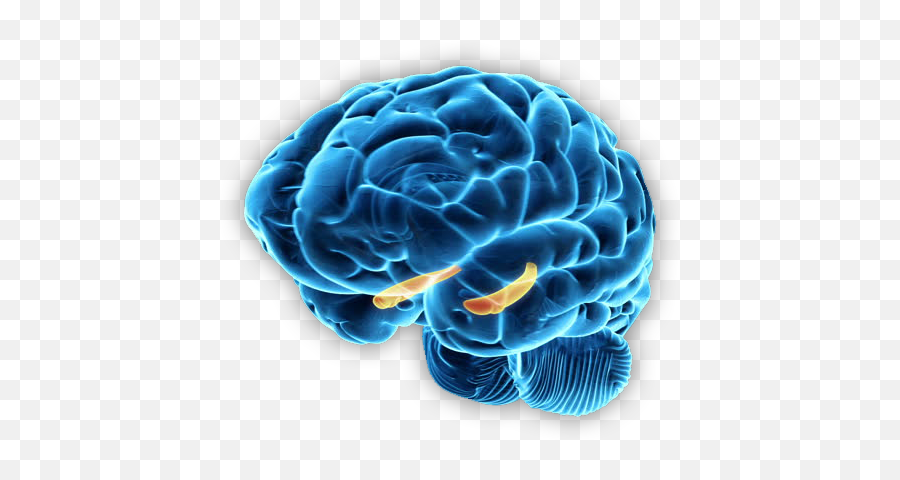 Neuronautilus - Hippocampus Transparent Background Png,Human Brain Png