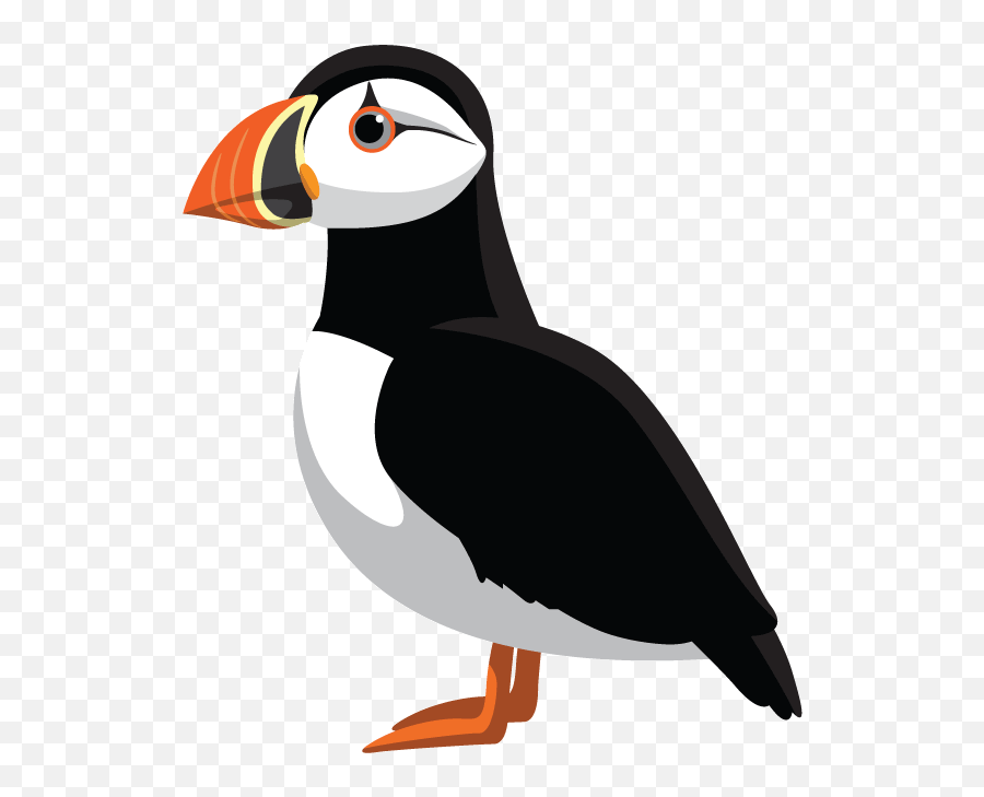 Beginners Swimming Lessons And Non Swimmers Swimhappy - Atlantic Puffin Png,Puffin Icon