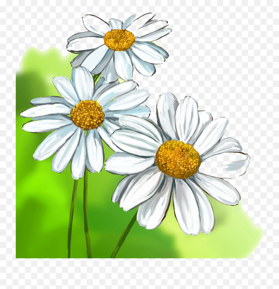 White Daisy Drawing Free Download - Realistic Daisy Flower Drawing Png,Tran...