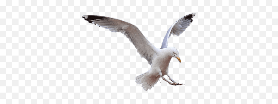 Seagulls Transparent Png Images - Seagull Landing Png,Seagull Png