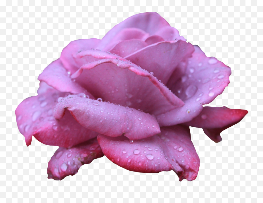 Transparent Clipart Image Lavendar Rose - Roses With Water Png,Water Drops Transparent