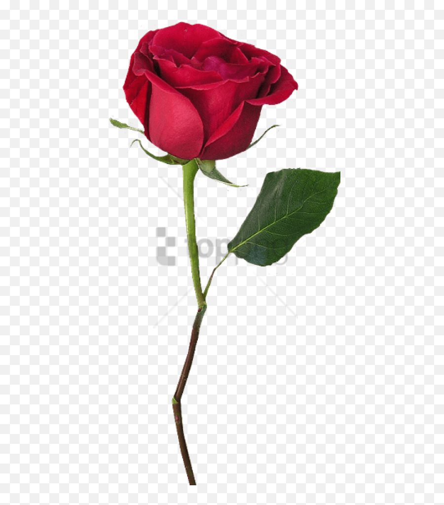 Download Hd Free Png Rose With Stem Image - Rose Picsart Png Full Hd,Beauty And The Beast Rose Png
