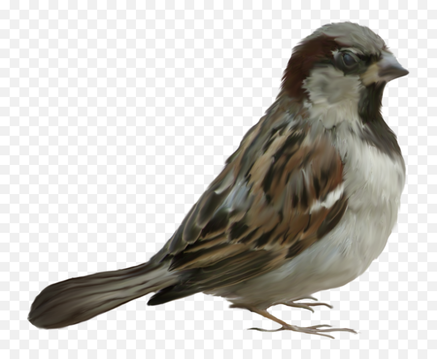 Sparrow Png Images Free Download - Serçe Resimleri Png,Sparrow Png