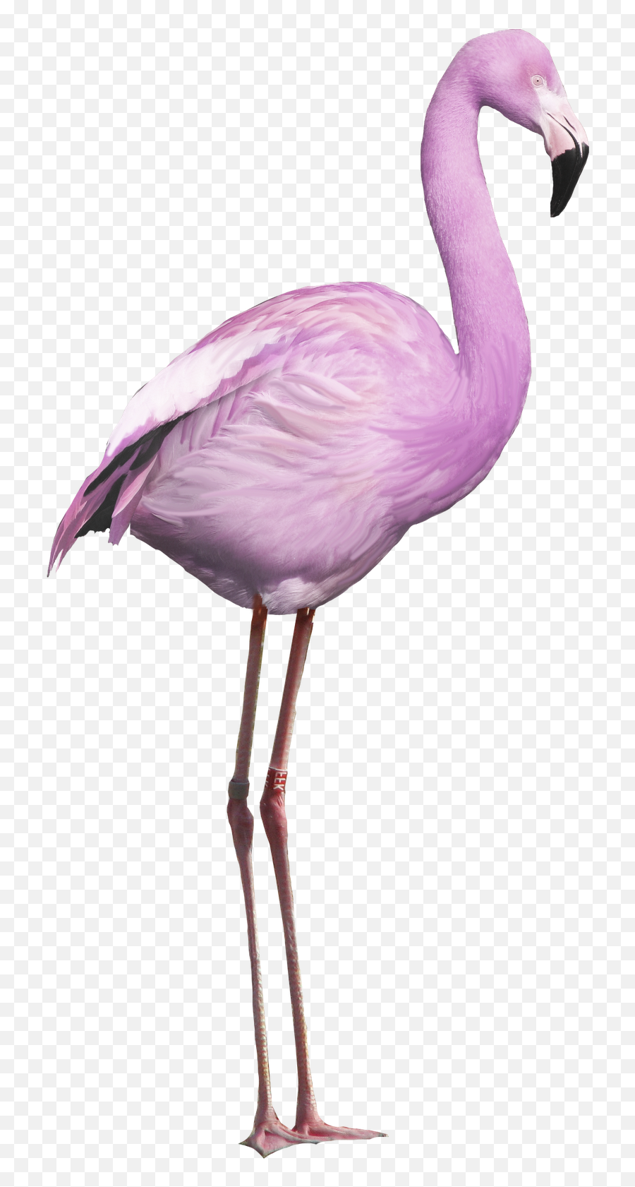 Greater Flamingo - Purple Flamingo Png Transparent Cartoon Bird Flamingo,Flamenco Png