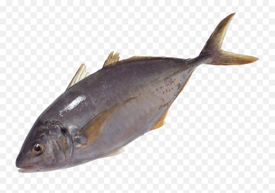 Fish Png Image Free Download - Fish Swimming Png,Fish Png Transparent