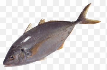 Fish Png Image Free Download - Fish Swimming Png,Fish Png Transparent