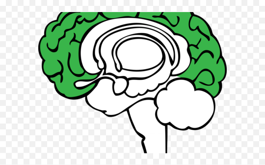 Brain Clipart Plant - Brain Limbic System Png,Brain Clipart Png