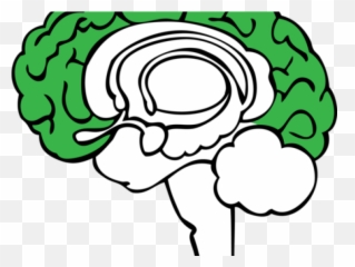 Brain Clipart Plant - Limbic System Png