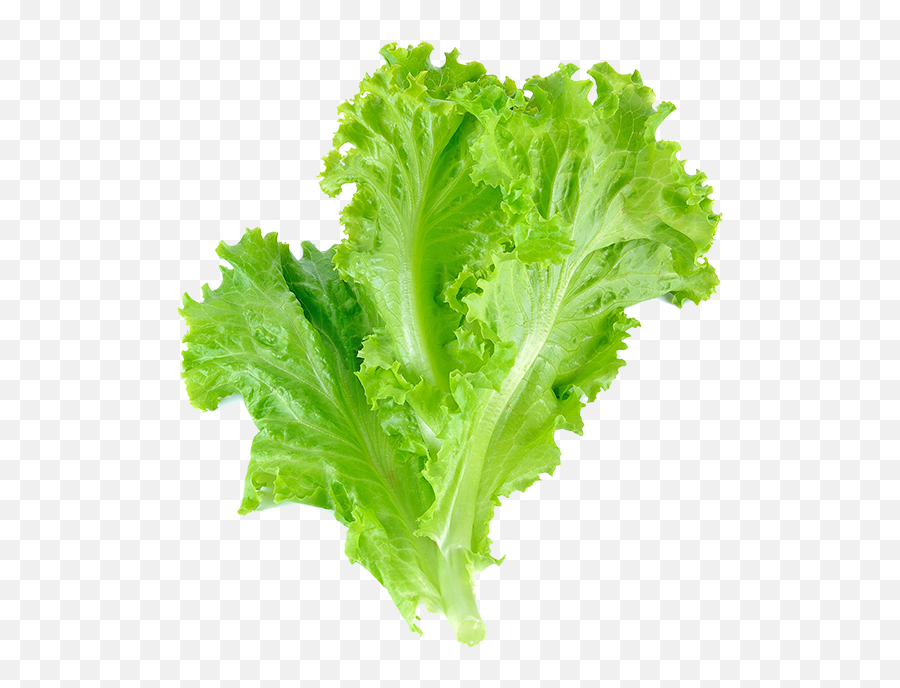 Romaine Lettuce Leaf Vegetable Salad - Transparent Background Lettuce Png,Salad Transparent Background