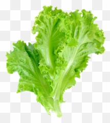 Romaine Lettuce Leaf Vegetable Salad - Transparent Background Lettuce Png