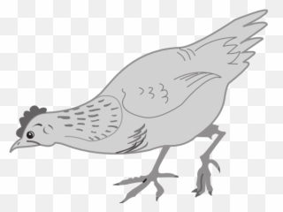 Stunning Cliparts Chicken Eating Clipart Black 33 - Drawing Hen Eatijg png