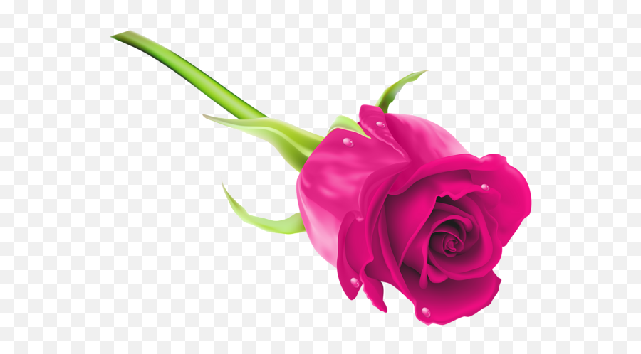 Pink Rose Png Clip Art Image - Rose Png Full Hd,Purple Roses Png