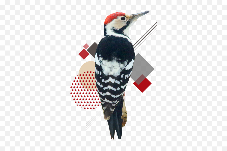 Woody Birdyfriends - Pileated Woodpecker Png,Woody Woodpecker Png
