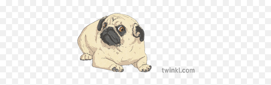 Worried Pug Illustration - Twinkl Pug Png,Pug Png