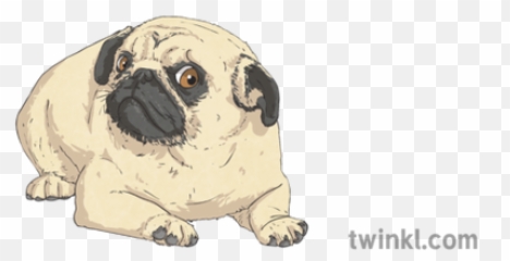 Worried Pug Illustration - Twinkl Pug Png,Pug Png