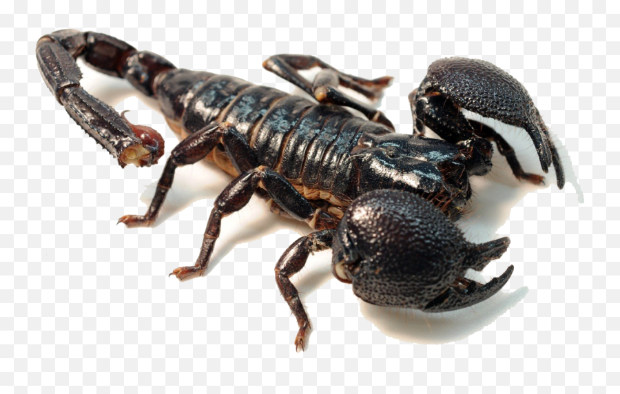 Scorpion Png Background Play - Scary Scorpions,Scorpion Png