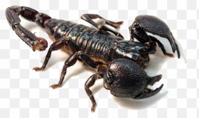 Scorpion Png Background Play - Scary Scorpions,Scorpion Png