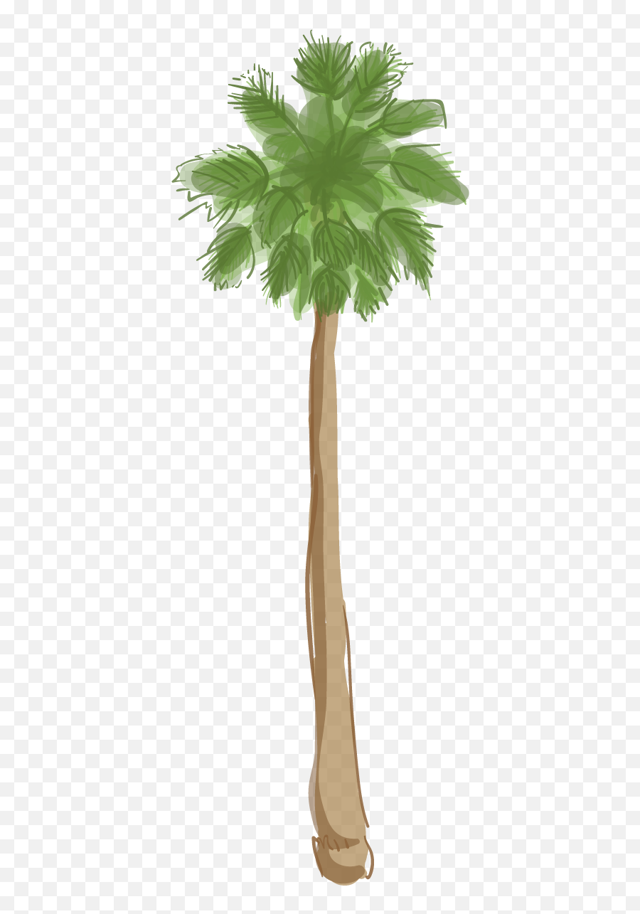 Lau0027s Palm Trees Are Dying And Itu0027s Changing The Cityu0027s - Los Angeles Palm Tree Png,Palm Trees Transparent