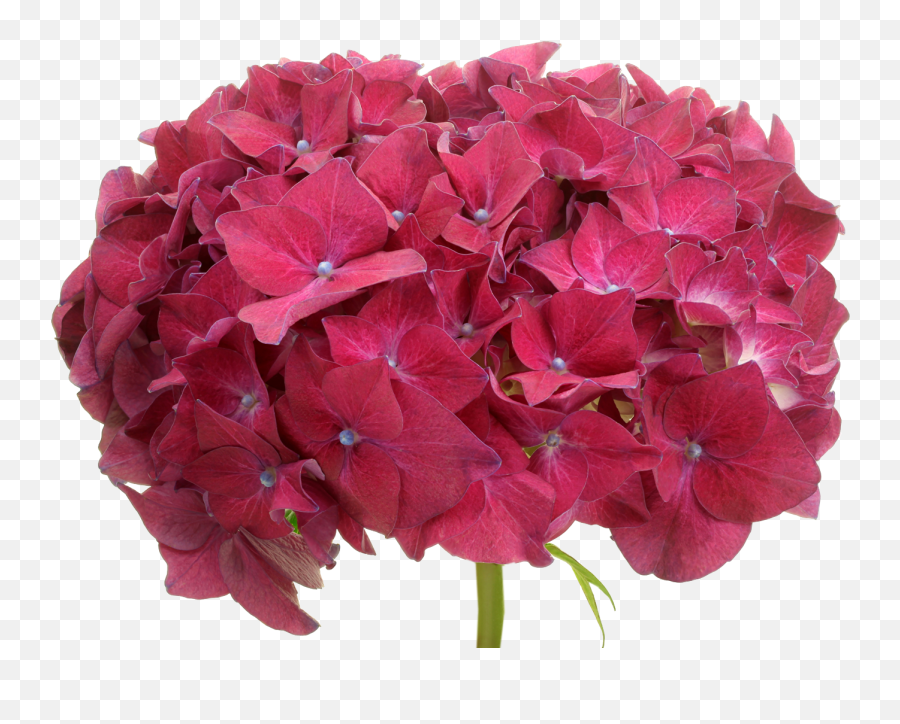 Hydrangea Rodeo Marginpar - Hydrangea Serrata Png,Hydrangea Png