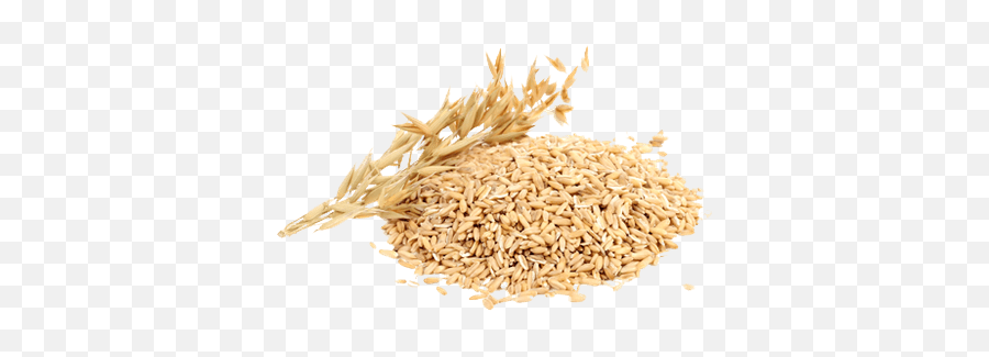 Rice Transparent Png - Stickpng Oats Grain,Grain Png